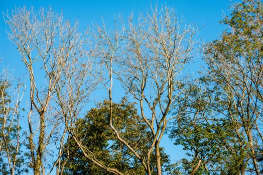 Big and tall trees are seen in woods Natural treescape on scenic woodland trail. Soft backlit view as afternoon sun shines through branches and trunks