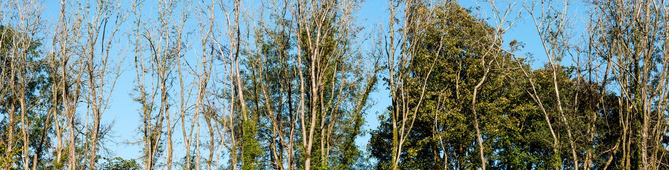 Big and tall trees are seen in woods Natural treescape on scenic woodland trail. Soft backlit view as afternoon sun shines through branches and trunks