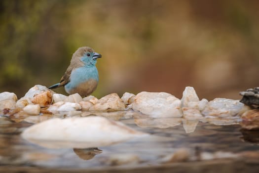 Blue-breasted Cordonbleu in water pond in Kruger National park, South Africa ; Specie Uraeginthus angolensis family of Estrildidae