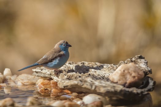 Blue-breasted Cordonbleu in water pond in Kruger National park, South Africa ; Specie Uraeginthus angolensis family of Estrildidae