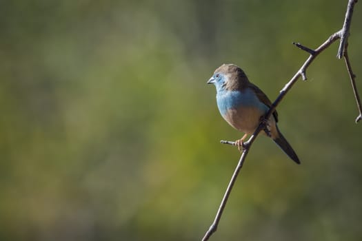 Blue-breasted Cordonbleu standing in a branch isolated in natural backgroud in Kruger National park, South Africa ; Specie Uraeginthus angolensis family of Estrildidae