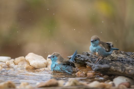 Two Blue-breasted Cordonbleu bathing in waterhole in Kruger National park, South Africa ; Specie Uraeginthus angolensis family of Estrildidae