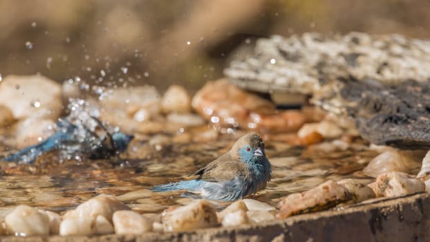 Two Blue-breasted Cordonbleu bathing in waterhole in Kruger National park, South Africa ; Specie Uraeginthus angolensis family of Estrildidae