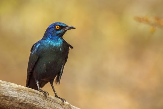 Cape Glossy Starling isolated in natural background in Kruger National park, South Africa ; Specie Lamprotornis nitens family of Sturnidae