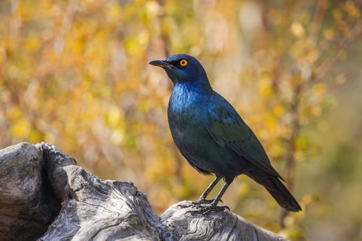 Cape Glossy Starling standing in a log with fall colors background in Kruger National park, South Africa ; Specie Lamprotornis nitens family of Sturnidae