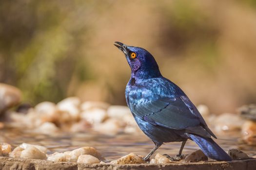Cape Glossy Starling in waterpond in Kruger National park, South Africa ; Specie Lamprotornis nitens family of Sturnidae