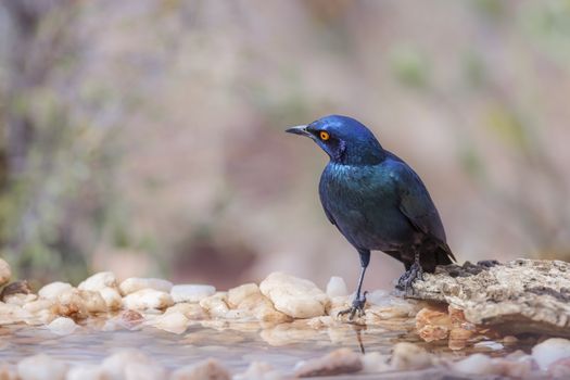 Cape Glossy Starling standing at waterhole in Kruger National park, South Africa ; Specie Lamprotornis nitens family of Sturnidae