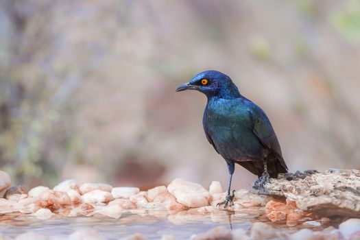 Cape Glossy Starling standing at waterhole in Kruger National park, South Africa ; Specie Lamprotornis nitens family of Sturnidae