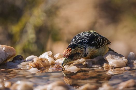 Crested Barbet drinking in waterhole in Kruger National park, South Africa ; Specie Trachyphonus vaillantii family of Ramphastidae