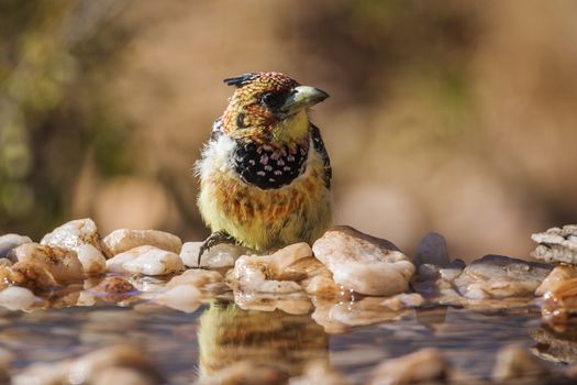 Crested Barbet standing in waterhole in Kruger National park, South Africa ; Specie Trachyphonus vaillantii family of Ramphastidae