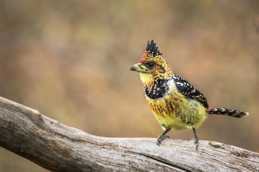 Crested Barbet standing on a log in Kruger National park, South Africa ; Specie Trachyphonus vaillantii family of Ramphastidae