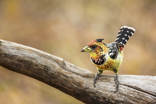 Crested Barbet standing on a log in Kruger National park, South Africa ; Specie Trachyphonus vaillantii family of Ramphastidae