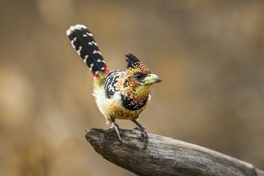 Crested Barbet standing on a log in Kruger National park, South Africa ; Specie Trachyphonus vaillantii family of Ramphastidae