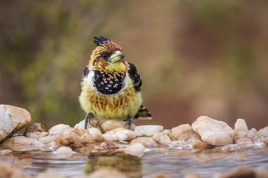 Crested Barbet standing at waterhole in Kruger National park, South Africa ; Specie Trachyphonus vaillantii family of Ramphastidae