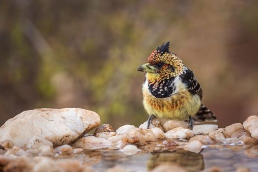Crested Barbet standing at waterhole in Kruger National park, South Africa ; Specie Trachyphonus vaillantii family of Ramphastidae