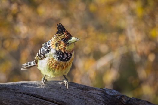 Crested Barbet standing at waterhole in Kruger National park, South Africa ; Specie Trachyphonus vaillantii family of Ramphastidae