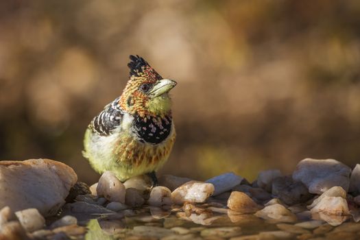 Crested Barbet standing at waterhole in Kruger National park, South Africa ; Specie Trachyphonus vaillantii family of Ramphastidae