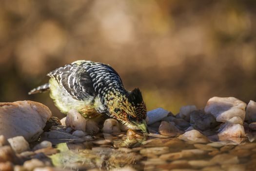 Crested Barbet drinking at waterhole in Kruger National park, South Africa ; Specie Trachyphonus vaillantii family of Ramphastidae