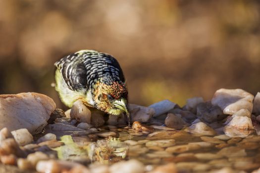 Crested Barbet drinking at waterhole in Kruger National park, South Africa ; Specie Trachyphonus vaillantii family of Ramphastidae