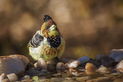 Crested Barbet standing at waterhole in Kruger National park, South Africa ; Specie Trachyphonus vaillantii family of Ramphastidae