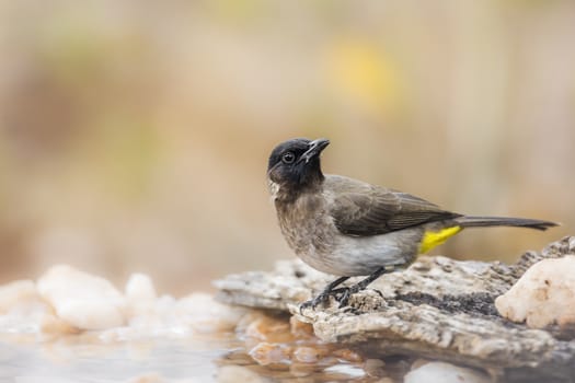 Dark capped Bulbul standing at waterhole in Kruger National park, South Africa ; Specie Pycnonotus tricolor family of Pycnonotidae