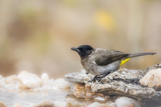 Dark capped Bulbul standing at waterhole in Kruger National park, South Africa ; Specie Pycnonotus tricolor family of Pycnonotidae