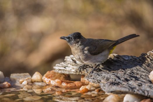 Dark capped Bulbul standing at waterhole in Kruger National park, South Africa ; Specie Pycnonotus tricolor family of Pycnonotidae