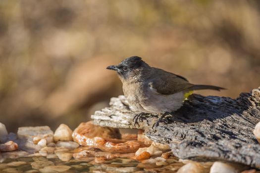 Dark capped Bulbul standing at waterhole in Kruger National park, South Africa ; Specie Pycnonotus tricolor family of Pycnonotidae