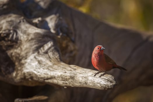 Jameson Firefinch male standing on a log in Kruger National park, South Africa ; Specie Lagonosticta rhodopareia family of Estrildidae