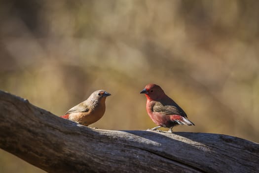 Jameson Firefinch couple standing on a log in Kruger National park, South Africa ; Specie Lagonosticta rhodopareia family of Estrildidae