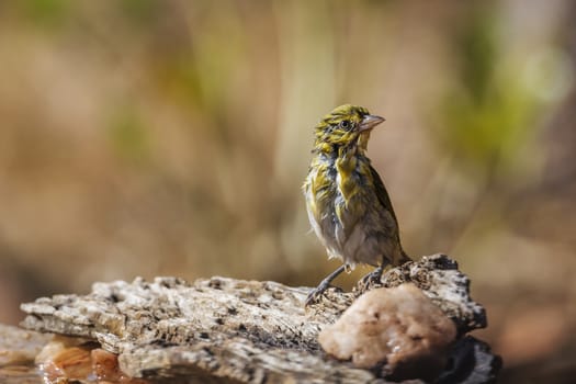 Lesser Masked Weaver grooming after bath in Kruger National park, South Africa ; Specie Ploceus intermedius family of Ploceidae