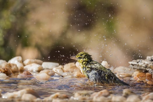Lesser Masked Weaver bathing in waterhole in Kruger National park, South Africa ; Specie Ploceus intermedius family of Ploceidae