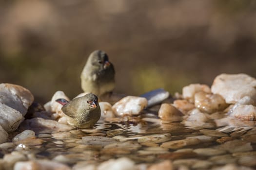 Two Red-billed Firefinch female bathing in waterhole in Kruger National park, South Africa ; Specie family Lagonosticta senegala of Estrildidae