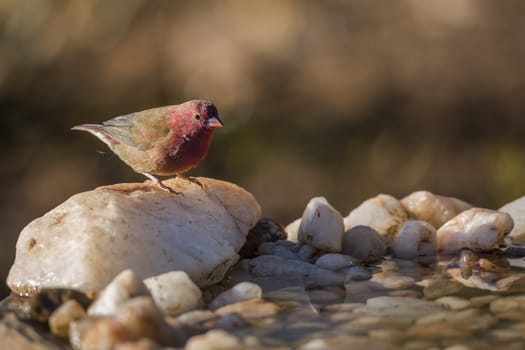 Red-billed Firefinch male standing at waterhole in Kruger National park, South Africa ; Specie family Lagonosticta senegala of Estrildidae