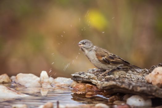 Southern Grey-headed Sparrow shaking after drinking in Kruger National park, South Africa ; Specie family Passer diffusus of Passeridae