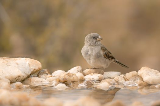 Southern Grey-headed Sparrow standing at waterhole in Kruger National park, South Africa ; Specie family Passer diffusus of Passeridae