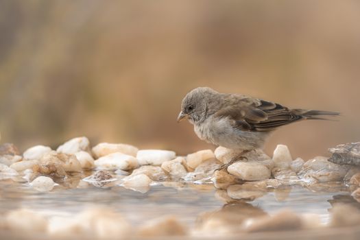 Southern Grey-headed Sparrow standing at waterhole in Kruger National park, South Africa ; Specie family Passer diffusus of Passeridae
