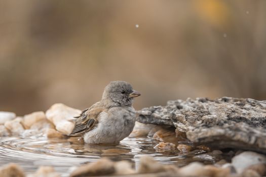 Southern Grey-headed Sparrow bathing at waterhole in Kruger National park, South Africa ; Specie family Passer diffusus of Passeridae