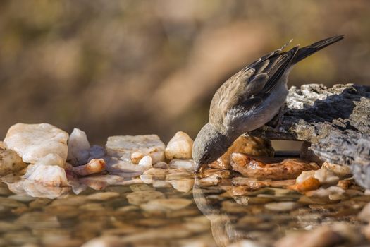 Southern Grey-headed Sparrow drinking at waterhole in Kruger National park, South Africa ; Specie family Passer diffusus of Passeridae