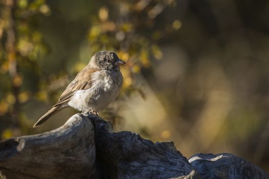 Southern Grey-headed Sparrow standing on a log in fall colors background in Kruger National park, South Africa ; Specie family Passer diffusus of Passeridae