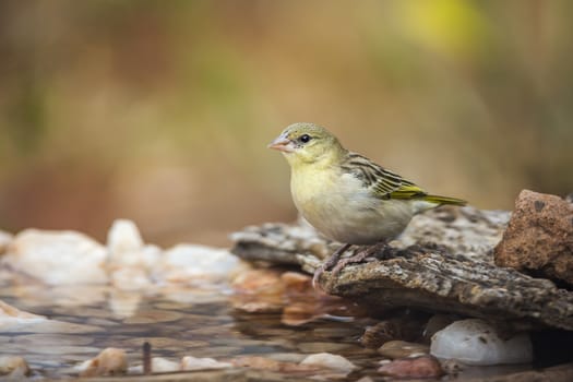Village weaver female in water pond in Kruger National park, South Africa ; Specie Ploceus cucullatus family of Ploceidae