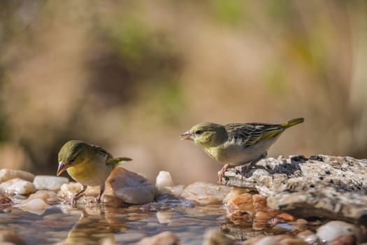 Two Village weavers standing in waterhole in Kruger National park, South Africa ; Specie Ploceus cucullatus family of Ploceidae