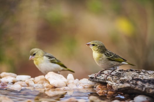 Two Village weavers standing in waterhole in Kruger National park, South Africa ; Specie Ploceus cucullatus family of Ploceidae