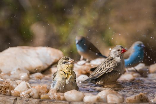 Blue breasted Cordonbleu,Village weaver and Red-billed Quelea bathing in waterhole in Kruger national park, South Africa