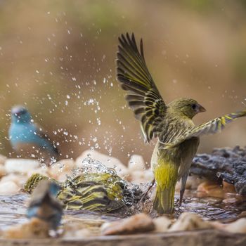 Village weaver and blue breasted cordonbleu bathing in waterhole in Kruger National park, South Africa; Specie Ploceus cucullatus and Uraeginthus angolensis