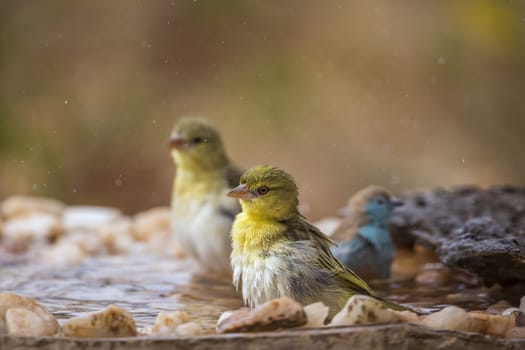 Village weaver and blue breasted cordonbleu bathing in waterhole in Kruger National park, South Africa; Specie Ploceus cucullatus and Uraeginthus angolensis