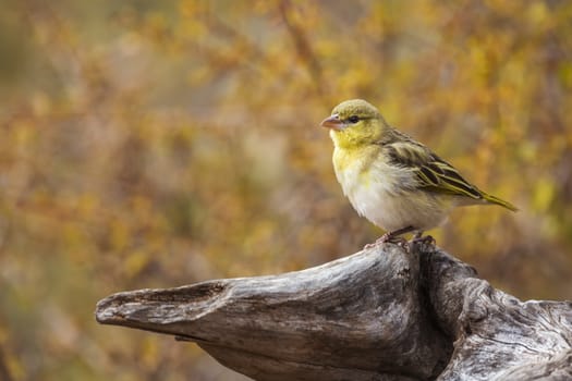 Village weaver standing on log with fall colors background in Kruger National park, South Africa ; Specie Ploceus cucullatus family of Ploceidae