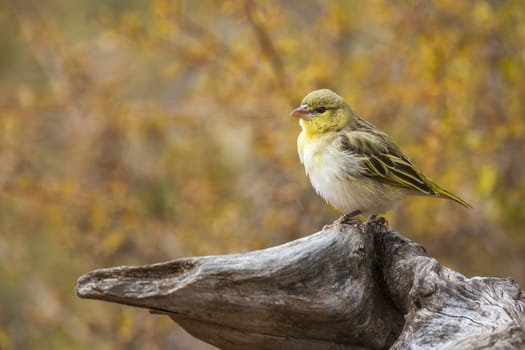 Village weaver standing on log with fall colors background in Kruger National park, South Africa ; Specie Ploceus cucullatus family of Ploceidae
