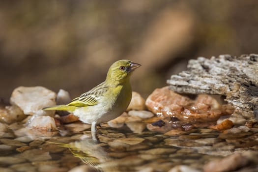 Village weaver standing at waterhole in Kruger National park, South Africa ; Specie Ploceus cucullatus family of Ploceidae