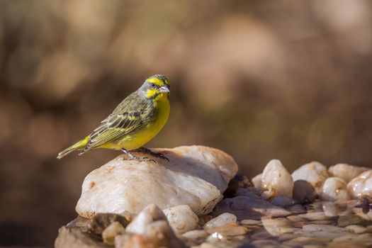 Yellow fronted Canary standing at waterhole in Kruger National park, South Africa ; Specie Crithagra mozambica family of Fringillidae